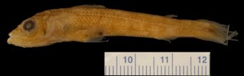 Media type: image; Ichthyology 66592